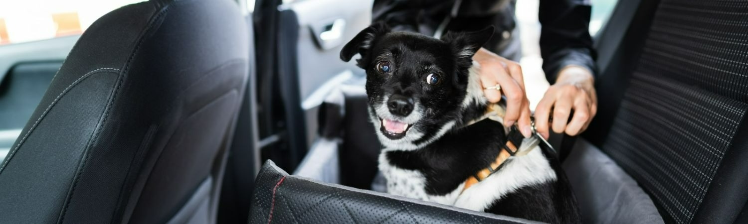 Safer Driving Tips For Dog Owners